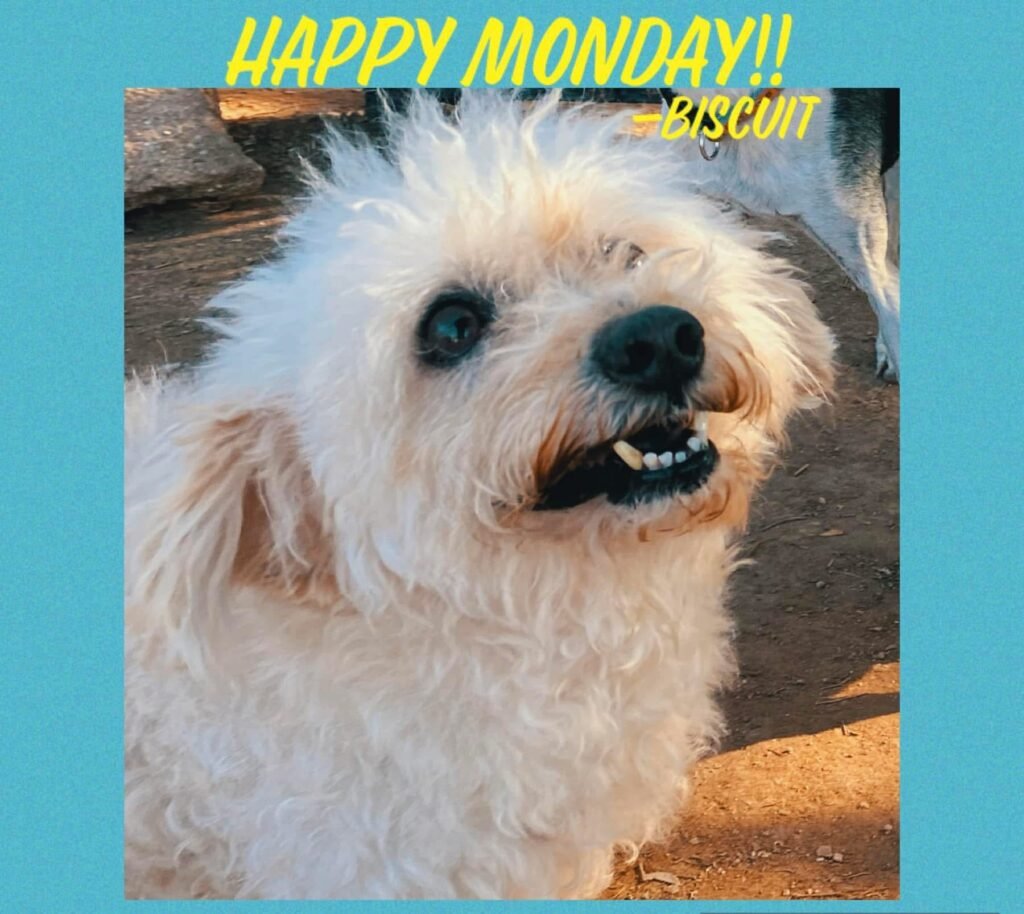 Happy Monday!  Buy Gurt Merch and Help a Paw