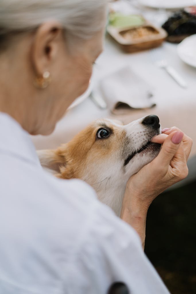 A senior woman lovingly feeds her adorable Corgi dog at an outdoor gathering.