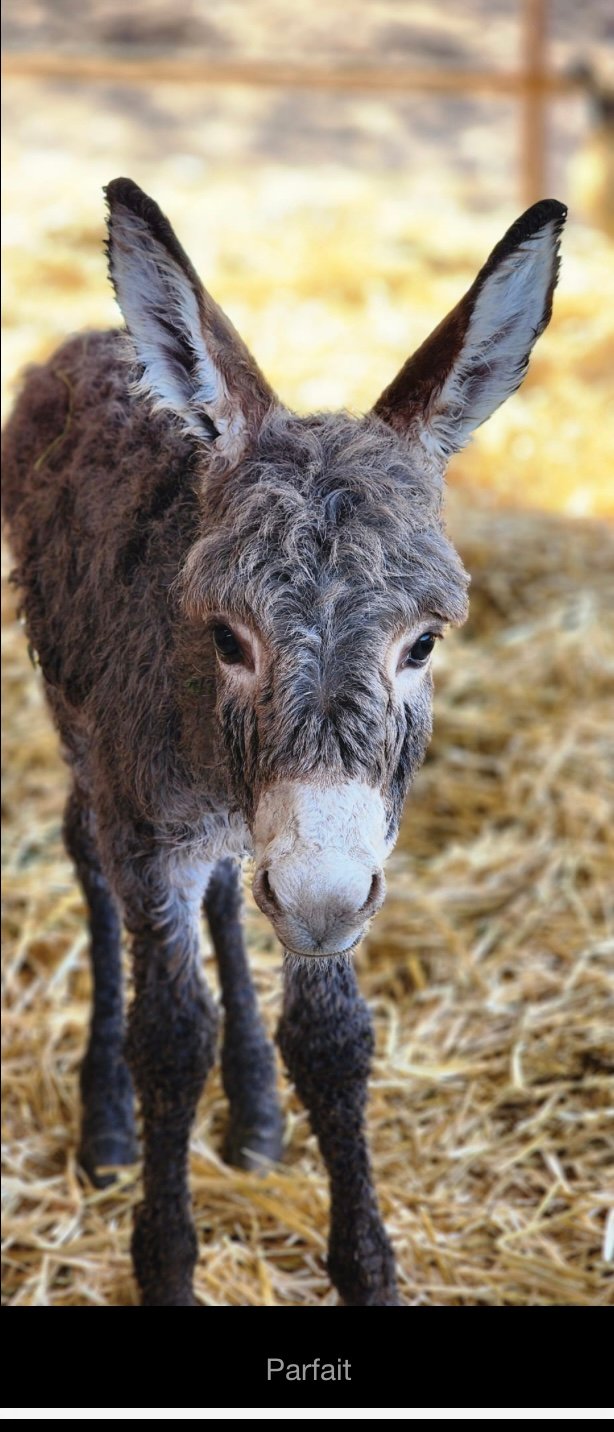 Why Are Donkeys Stellar Guardians of the Ark?