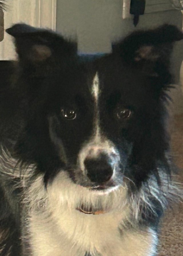 Bring Your Furry Friends to Life in Paint! ๐จ๐พ - Image 11