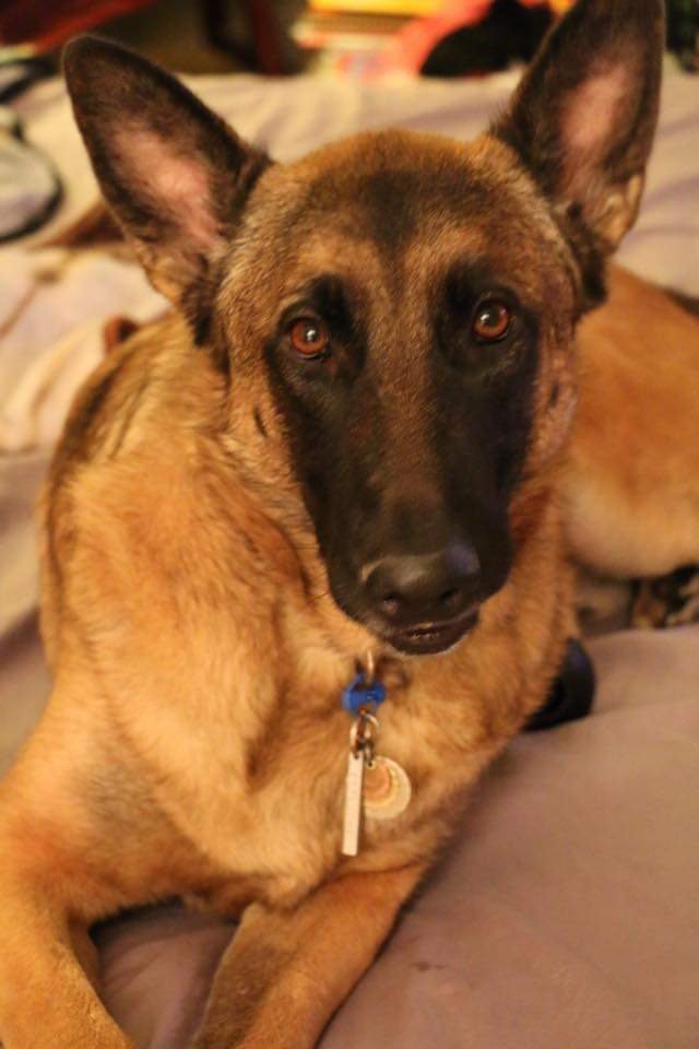 Bring Your Furry Friends to Life in Paint! ๐จ๐พ - Image 8