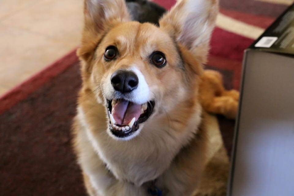 Bring Your Furry Friends to Life in Paint! ๐จ๐พ - Image 10