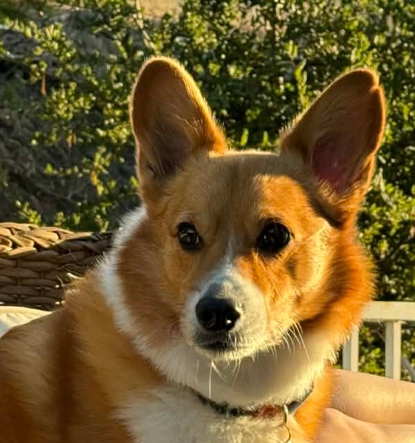 Bring Your Furry Friends to Life in Paint! ๐จ๐พ - Image 6